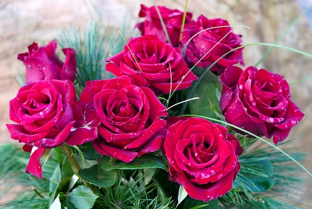 roses-g314818664_640.jpg